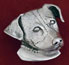 jack russell terrier