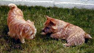 elliott and bailey norwich and norfolk terriers